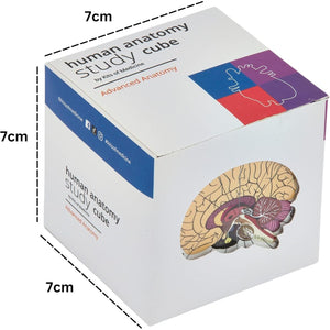 Buy now Human Anatomy Study Cube | Study 9 Parts of The Human Body | Perfect Anatomy Revision Guide | Addictive Anatomy Model Cube | Great Gift for Nurse, Dentist, Medical Students at indiglob india