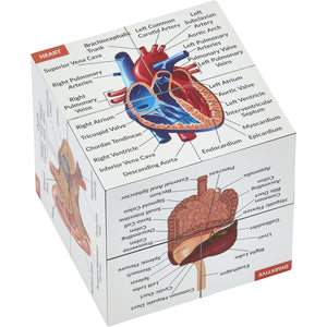 Buy now Human Anatomy Study Cube | Study 9 Parts of The Human Body | Perfect Anatomy Revision Guide | Addictive Anatomy Model Cube | Great Gift for Nurse, Dentist, Medical Students at indiglob india