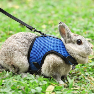 Buy now PETTOM Bunny Rabbit Harness with Stretchy Leash Cute Adjustable Buckle Breathable Mesh Vest for Kitten Small Pets Walking (Blue,S) at indiglob india