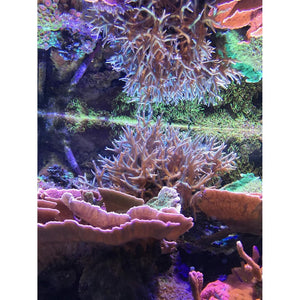 Buy now Seachem Reef Zooplankton 250 ml. at indiglob india